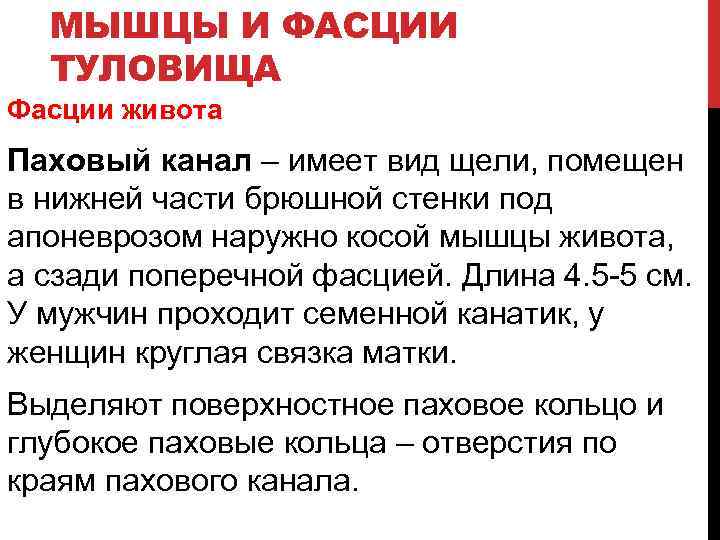 МЫШЦЫ И ФАСЦИИ ТУЛОВИЩА Фасции живота Паховый канал – имеет вид щели, помещен в