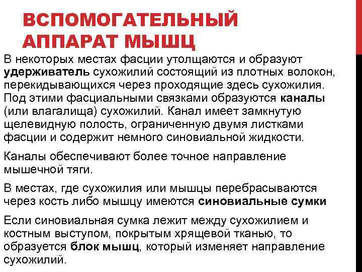ВСПОМОГАТЕЛЬНЫЙ АППАРАТ МЫШЦ В некоторых местах фасции утолщаются и образуют удерживатель сухожилий состоящий из