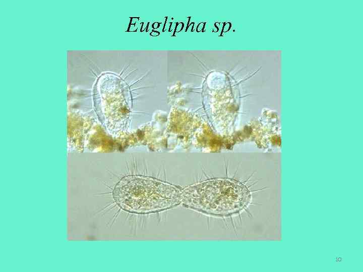 Euglipha sp. 10 