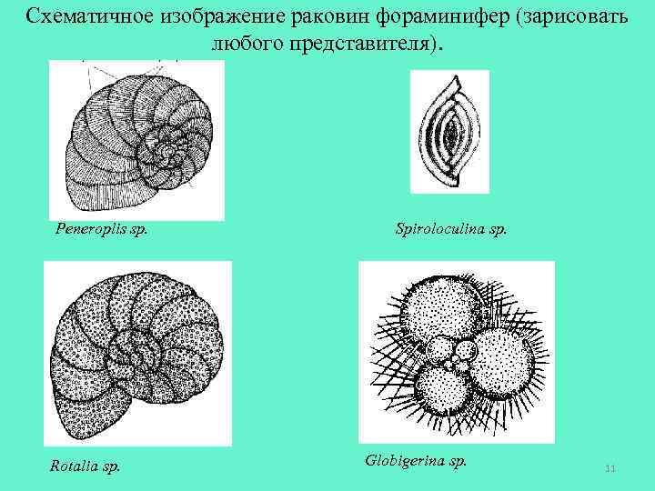 Схематичное изображение раковин фораминифер (зарисовать любого представителя). Peneroplis sp. Rotalia sp. Spiroloculina sp. Globigerina