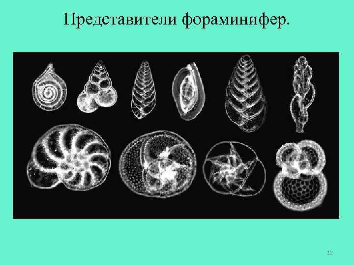 Представители фораминифер. 12 