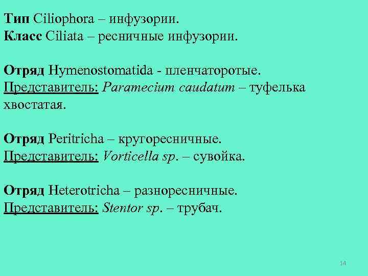 Тип Ciliophora – инфузории. Класс Ciliata – ресничные инфузории. Отряд Hymenostomatida - пленчаторотые. Представитель: