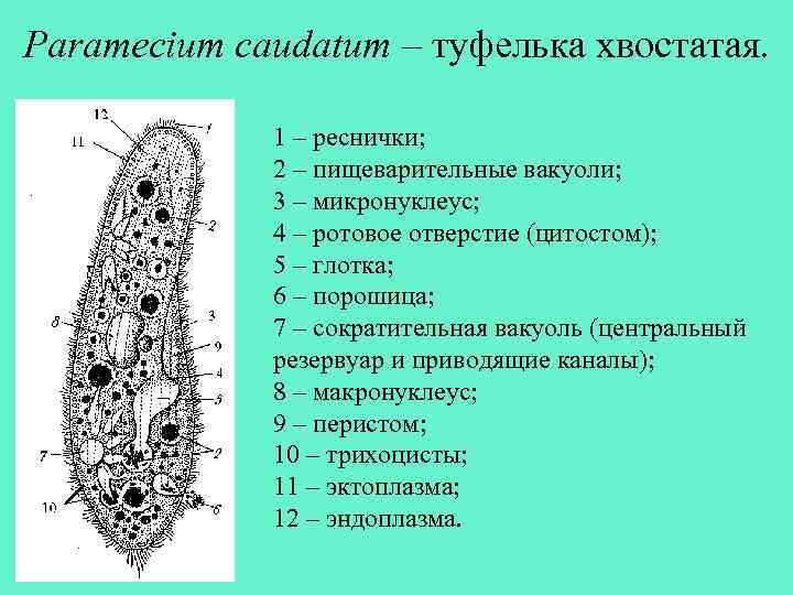 Paramecium caudatum – туфелька хвостатая. 1 – реснички; 2 – пищеварительные вакуоли; 3 –