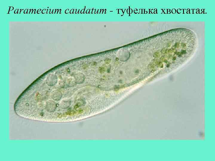 Paramecium caudatum - туфелька хвостатая. 