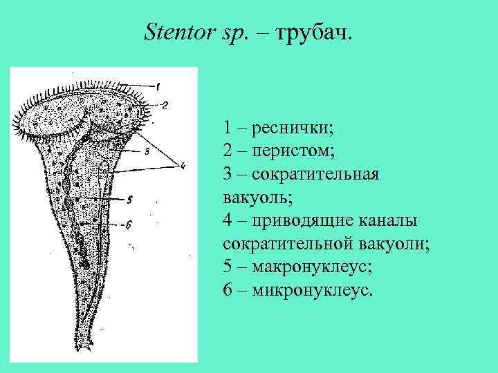 Сократительные вакуоли с приводящими канальцами