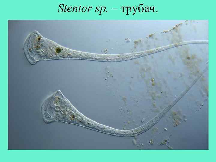 Stentor sp. – трубач. 