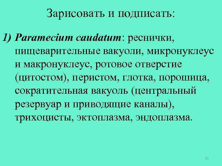 Зарисовать и подписать: 1) Paramecium caudatum: реснички, пищеварительные вакуоли, микронуклеус и макронуклеус, ротовое отверстие