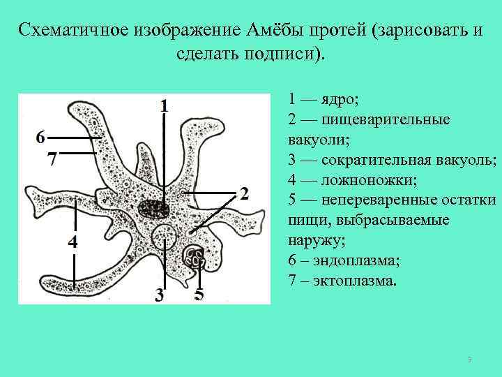 Схематичное изображение Амёбы протей (зарисовать и сделать подписи). 1 — ядро; 2 — пищеварительные