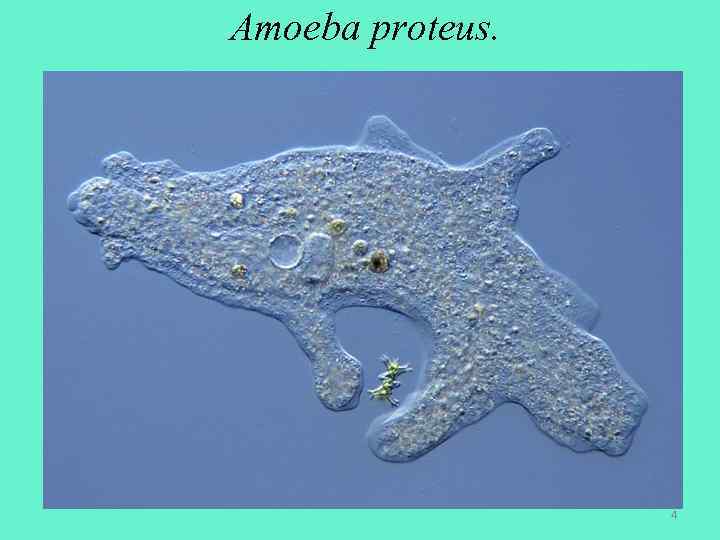 Amoeba proteus. 4 