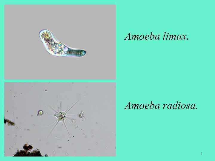 Amoeba limax. Amoeba radiosa. 5 