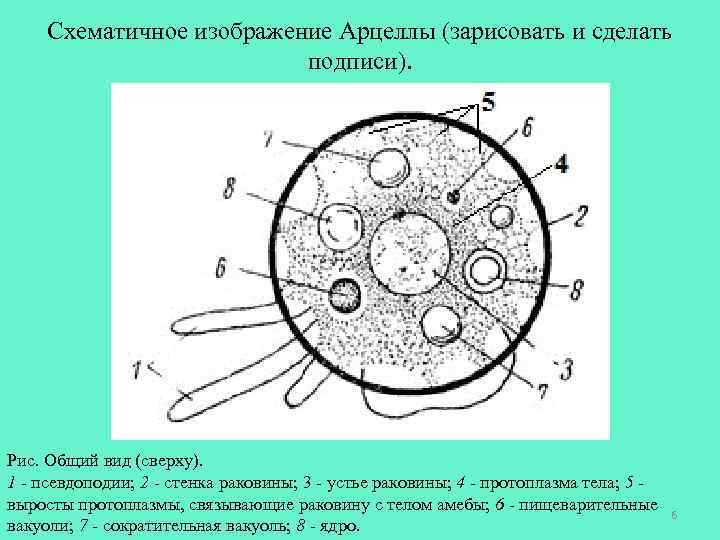 Схематичное изображение Арцеллы (зарисовать и сделать подписи). Рис. Общий вид (сверху). 1 - псевдоподии;