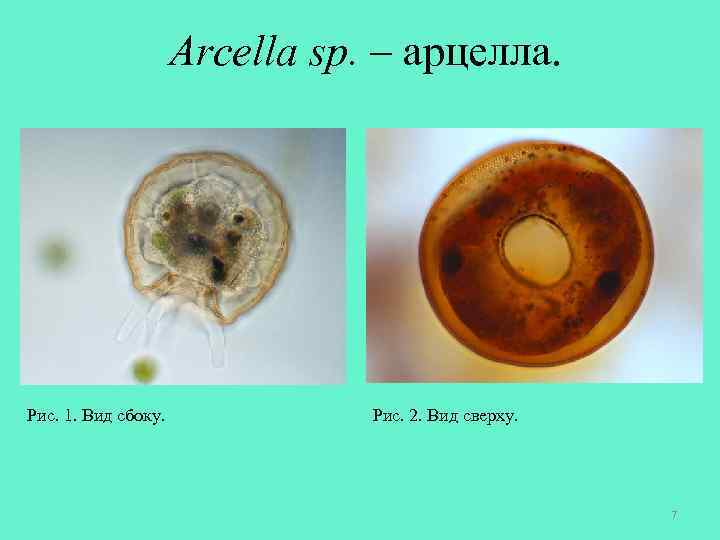 Arcella sp. – арцелла. Рис. 1. Вид сбоку. Рис. 2. Вид сверху. 7 