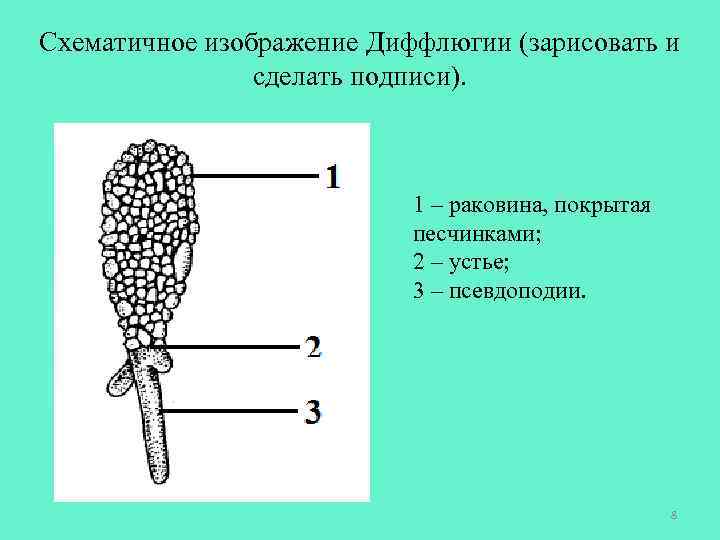 Схематичное изображение Диффлюгии (зарисовать и сделать подписи). 1 – раковина, покрытая песчинками; 2 –