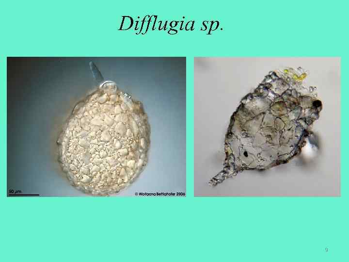 Difflugia sp. 9 