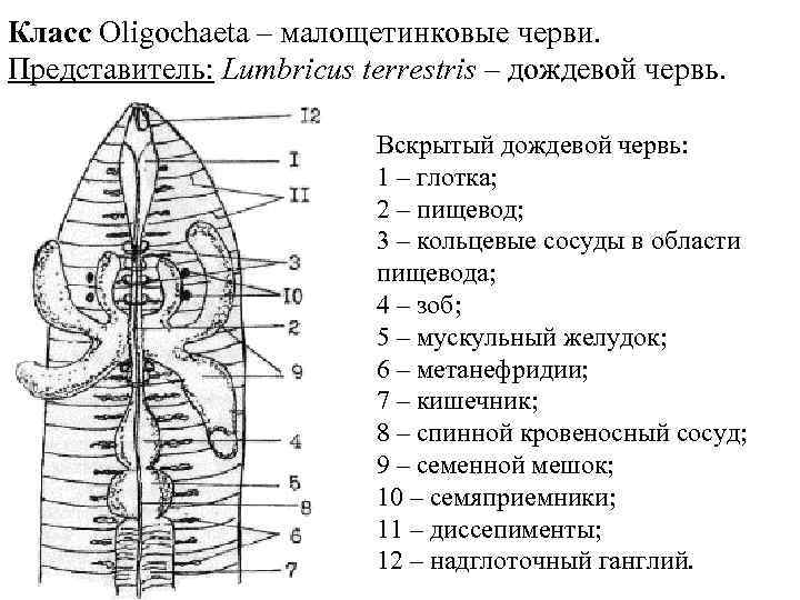 Класс Oligochaeta – малощетинковые черви. Представитель: Lumbricus terrestris – дождевой червь. Вскрытый дождевой червь: