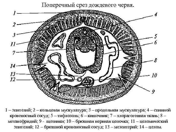 Поперечный срез дождевого червя. 1 – эпителий; 2 – кольцевая мускулатура; 3 – продольная