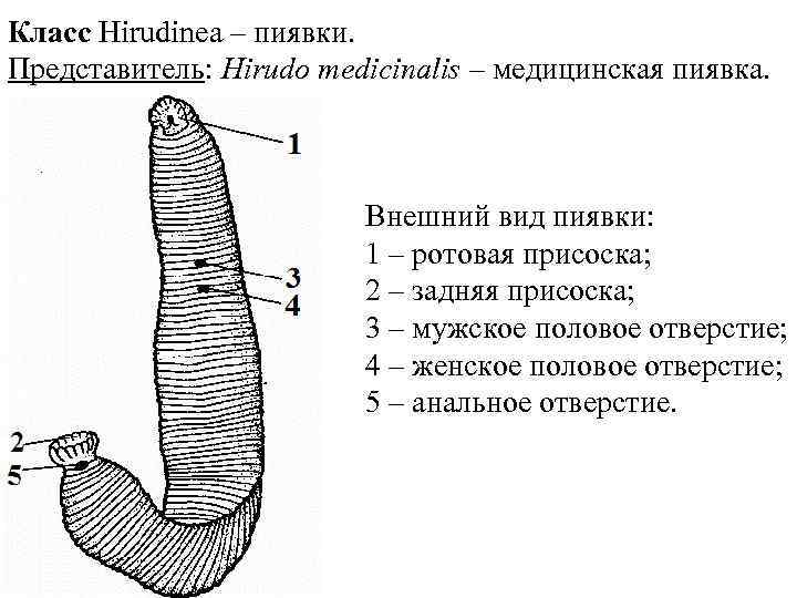 Класс Hirudinea – пиявки. Представитель: Hirudo medicinalis – медицинская пиявка. Внешний вид пиявки: 1