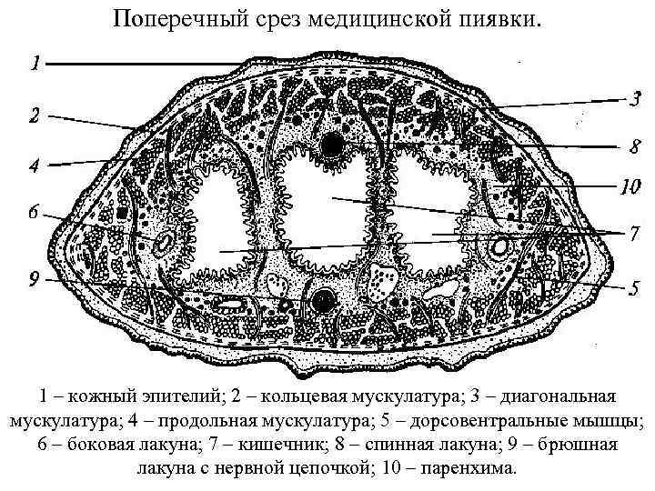 Поперечный срез медицинской пиявки. 1 – кожный эпителий; 2 – кольцевая мускулатура; 3 –