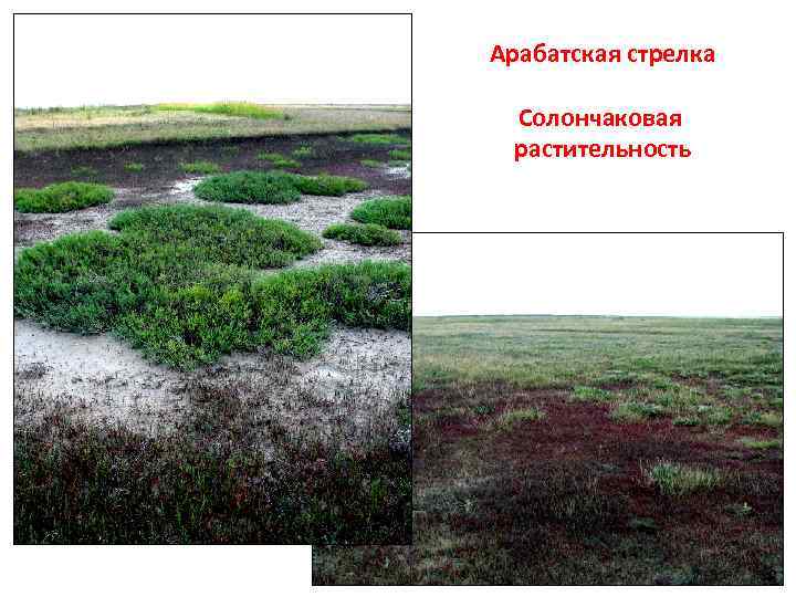 Арабатская стрелка Солончаковая растительность 