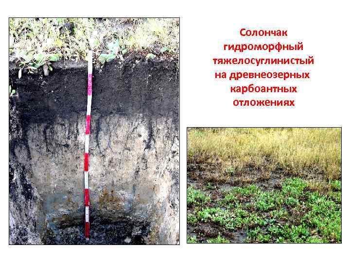 Солончак гидроморфный тяжелосуглинистый на древнеозерных карбоантных отложениях 