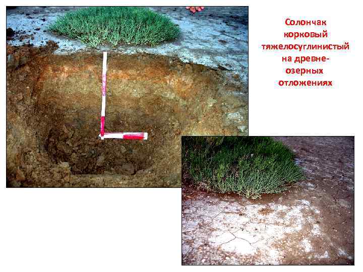Солончак корковый тяжелосуглинистый на древнеозерных отложениях 