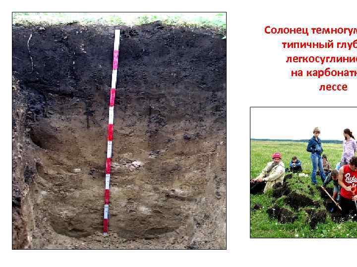 Солонец темногум типичный глуб легкосуглинис на карбонатн лессе 