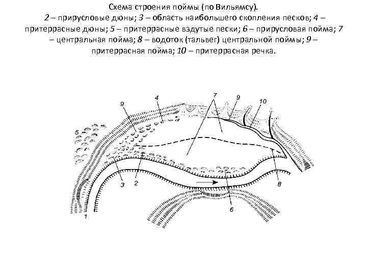 Схема строения поймы (по Вильямсу). 2 – прирусловые дюны; 3 – область наибольшего скопления