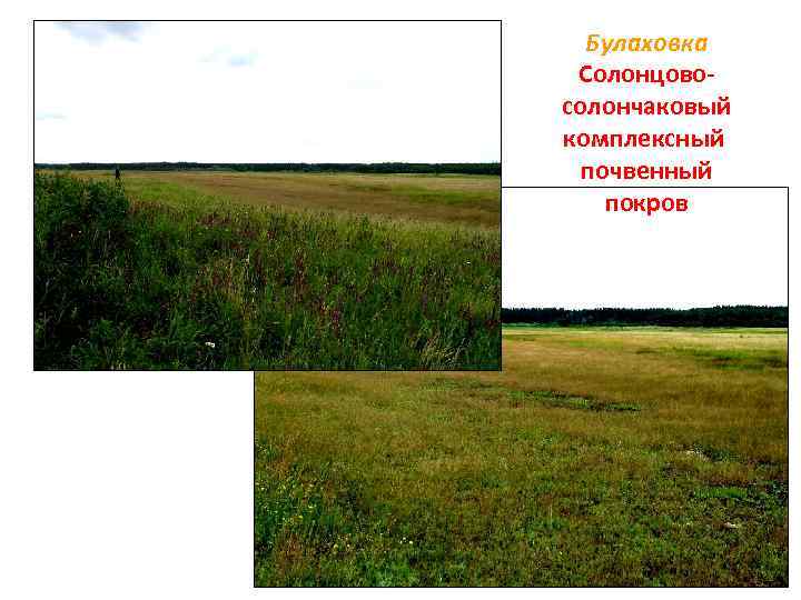 Булаховка Солонцовосолончаковый комплексный почвенный покров 