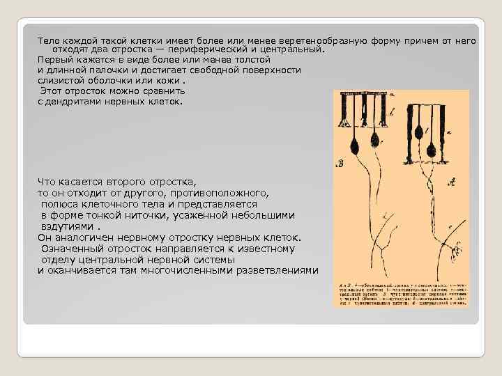 Тело каждой такой клетки имеет более или менее веретенообразную форму причем от него отходят