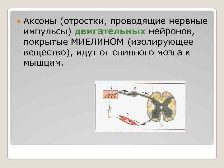  Аксоны (отростки, проводящие нервные импульсы) двигательных нейронов, покрытые МИЕЛИНОМ (изолирующее вещество), идут от