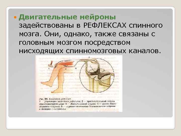  Двигательные нейроны задействованы в РЕФЛЕКСАХ спинного мозга. Они, однако, также связаны с головным