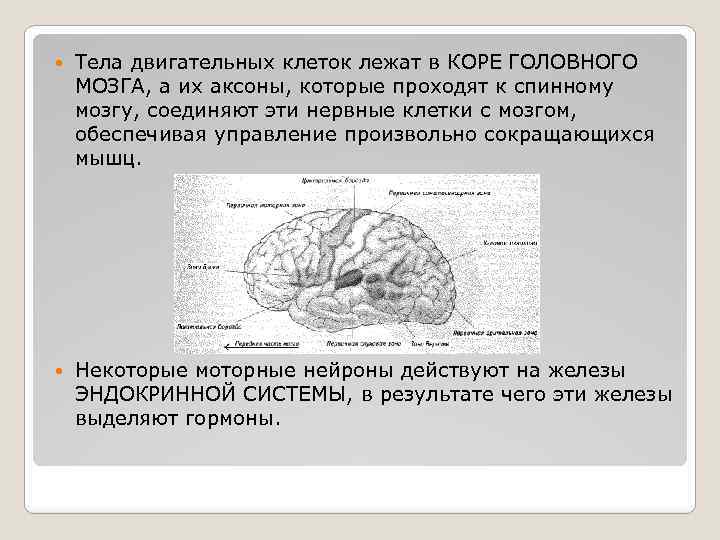  Тела двигательных клеток лежат в КОРЕ ГОЛОВНОГО МОЗГА, а их аксоны, которые проходят