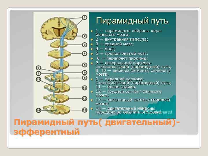 Пирамидный путь( двигательный)эфферентный 