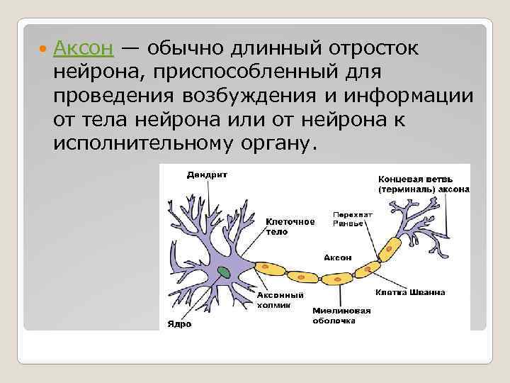  Аксон — обычно длинный отросток нейрона, приспособленный для проведения возбуждения и информации от