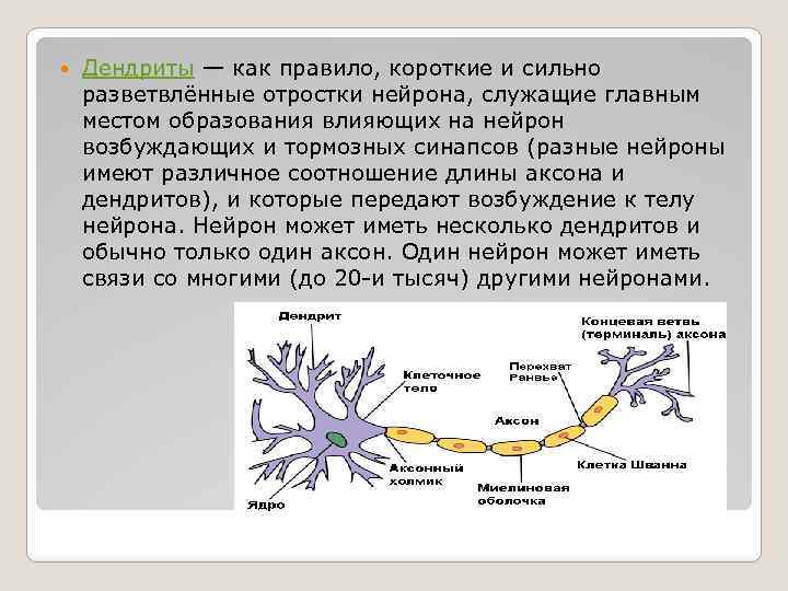 Как называется короткий нейрона