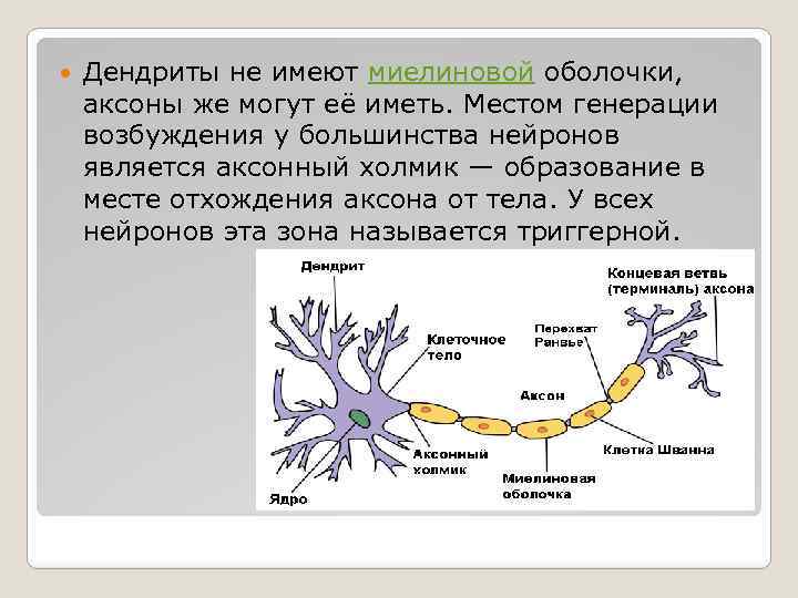 Отросток нервной клетки