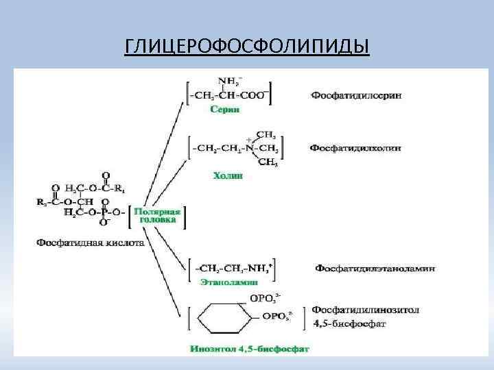 ГЛИЦЕРОФОСФОЛИПИДЫ 