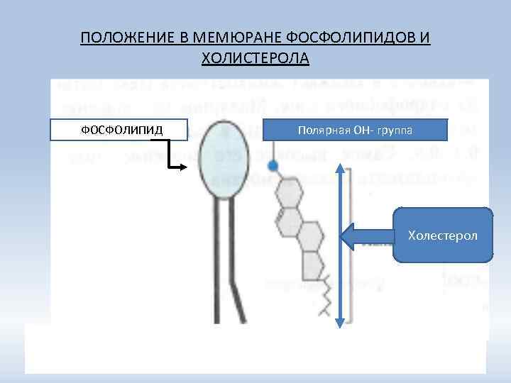 ПОЛОЖЕНИЕ В МЕМЮРАНЕ ФОСФОЛИПИДОВ И ХОЛИСТЕРОЛА ФОСФОЛИПИД Полярная ОН- группа Холестерол 