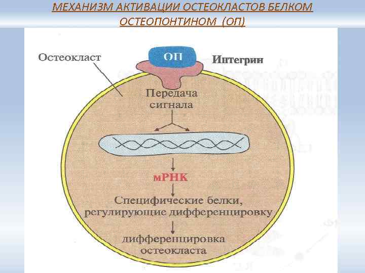 МЕХАНИЗМ АКТИВАЦИИ ОСТЕОКЛАСТОВ БЕЛКОМ ОСТЕОПОНТИНОМ (ОП) 