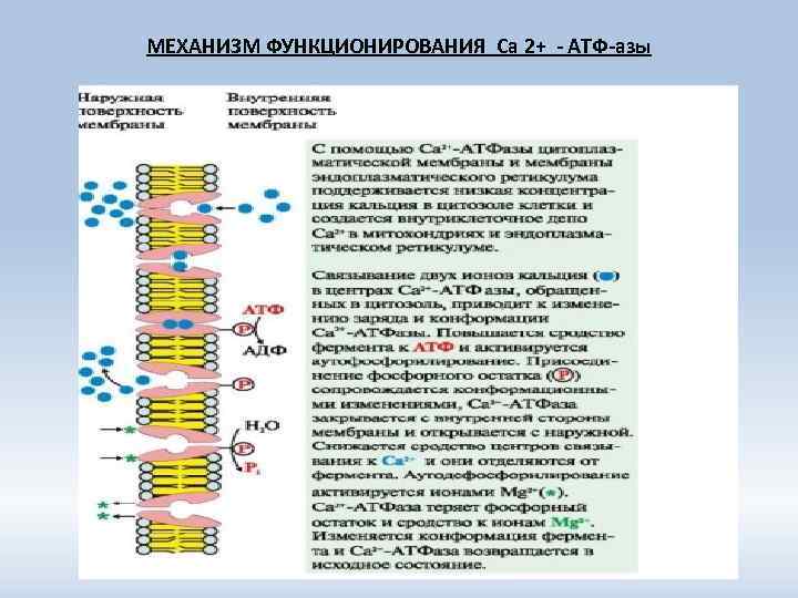 МЕХАНИЗМ ФУНКЦИОНИРОВАНИЯ Са 2+ - АТФ-азы 