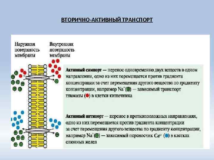 ВТОРИЧНО-АКТИВНЫЙ ТРАНСПОРТ 