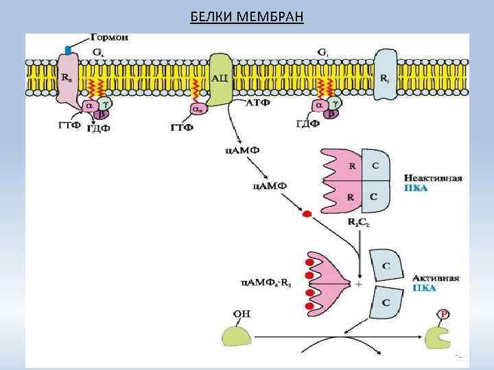БЕЛКИ МЕМБРАН 