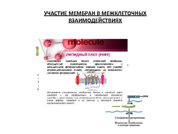 УЧАСТИЕ МЕМБРАН В МЕЖКЛЕТОЧНЫХ ВЗАИМОДЕЙСТВИЯХ 