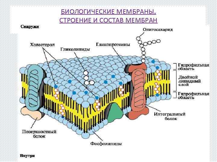 БИОЛОГИЧЕСКИЕ МЕМБРАНЫ. СТРОЕНИЕ И СОСТАВ МЕМБРАН 