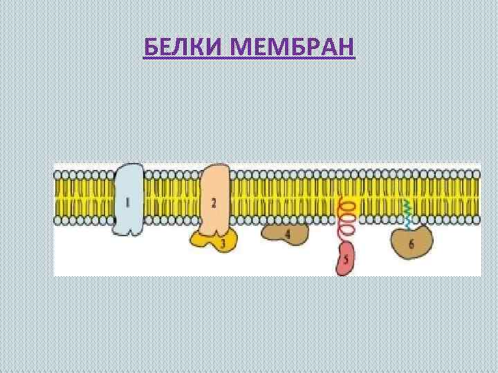 БЕЛКИ МЕМБРАН 