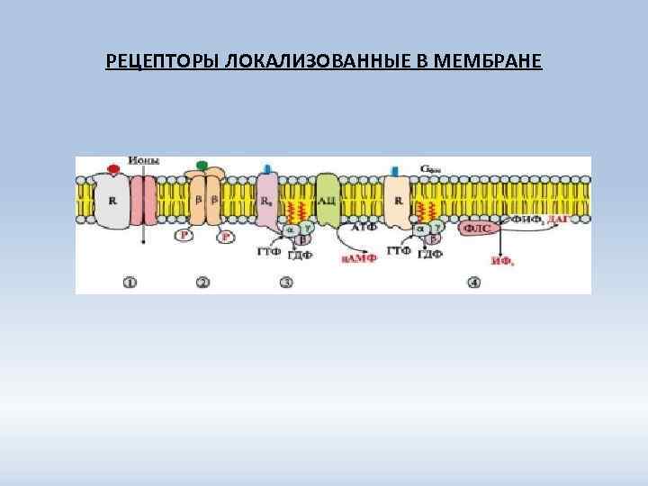 РЕЦЕПТОРЫ ЛОКАЛИЗОВАННЫЕ В МЕМБРАНЕ 