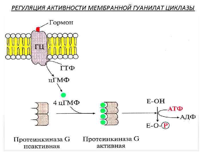 РЕГУЛЯЦИЯ АКТИВНОСТИ МЕМБРАННОЙ ГУАНИЛАТ ЦИКЛАЗЫ 