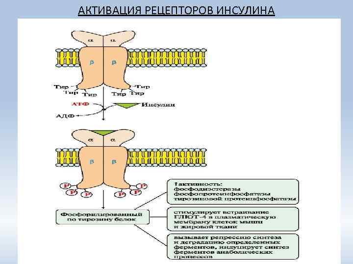 АКТИВАЦИЯ РЕЦЕПТОРОВ ИНСУЛИНА 