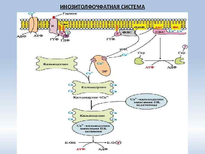 ИНОЗИТОЛФОЧФАТНАЯ СИСТЕМА 