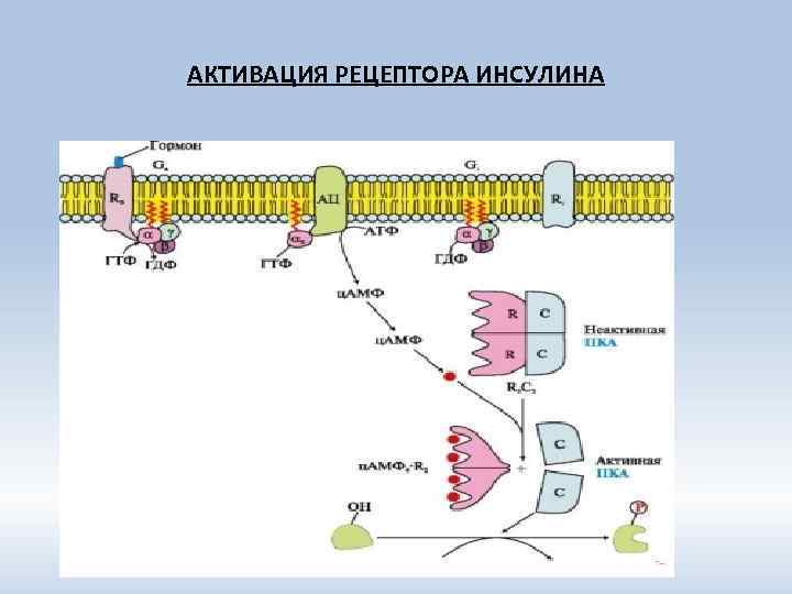 АКТИВАЦИЯ РЕЦЕПТОРА ИНСУЛИНА 